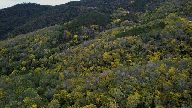 Large drone view of a forest of mimosa trees in the french riviera