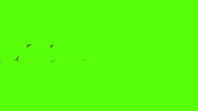 A flock of swallows flying freely, a group of birds made in 3D Green Screen Display