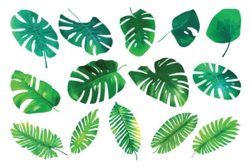 Fotobehang Tropische bladeren Tropical leaves collection. Vector isolated elements on the white background.Jungle plants. Monstera and palm leaves