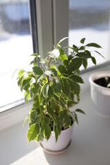 plant in a window, ficus tree