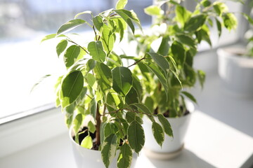 Ficus. Indoor ficus benjamina plant in a pot on a window close-up. Ficus benjamina. Moraceae Family.