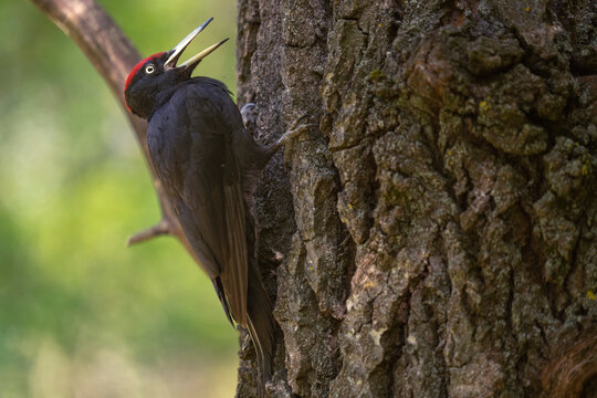 Black woodpecker on a tree trunk