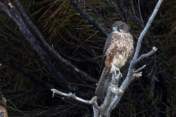 New Zealand Falcon, (Falco novaeseelandiae)