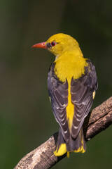 Eurasian Golden oriole on a tree branch