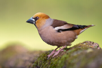 Hawfinch bird
