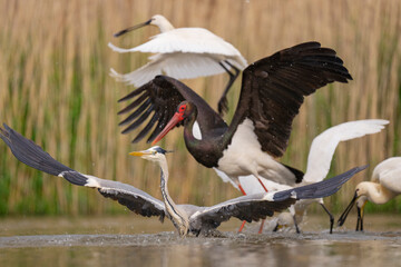 Black stork fighting with Grey heron