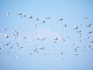 birds in flight