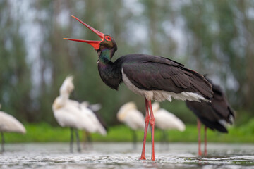 Black stork and Eurasian spoonbill stork in the water - obrazy, fototapety, plakaty