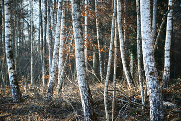 Obraz premium Malerische Stämme eines Birkenwalds. Dazwischen sorgt gelboranges Herbstlaub für einen schönen Kontrast.