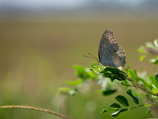 butterfly on a green leaf