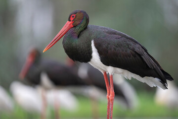 Black stork