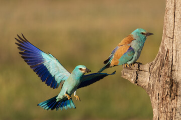 Eurasian roller in flight