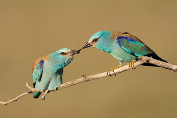 Two Eurasian roller birds with an insect