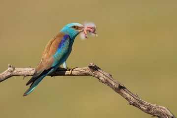 Eurasian roller catching a Hoopoe chick