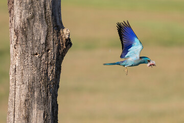 Eurasian roller catching a Hoopoe chick