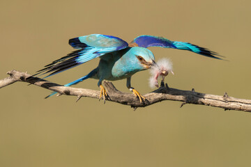 Eurasian roller catch a Hoopoe chick