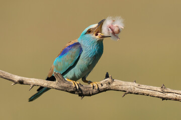 Eurasian roller catch a Hoopoe chick