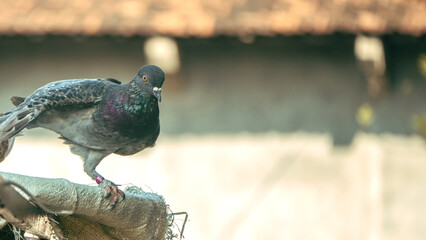 dove getting ready to fly