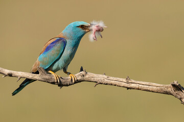 Eurasian roller catch a Hoopoe chick