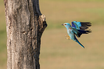 Eurasian roller catch a Hoopoe chick
