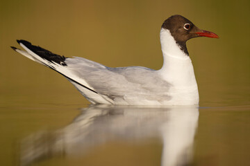 Black-headed gull in the water