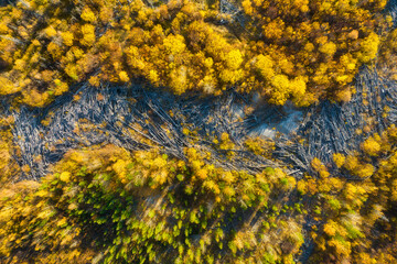 Drone view of a dead and young autumn forest. Landscape from the air on an fall forest. Landscape with soft light before sunset. Alberta, Canada. Wallpaper and background.