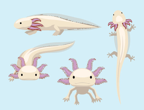 Animal Poses Salamander Axolotl Cartoon Character Vector
