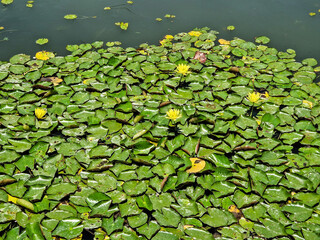 The Buenos Aires Japanese Garden, Jardin Japones is a public garden in Buenos Aires, Argentina