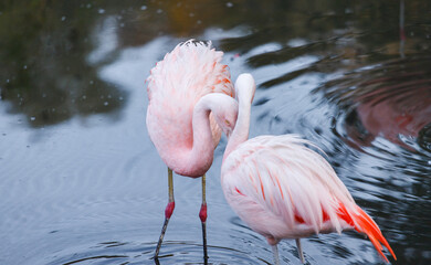 Pink flamingo in love (flamengo).  Pretty wading bird. Chilean flamingo (Phoenicopterus ruber)