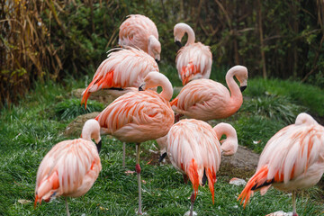 Pink flamingo (flamengo).  Pretty wading bird. Chilean flamingo (Phoenicopterus ruber) - obrazy, fototapety, plakaty