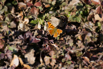 Comma butterfly (Polygonia c-album) sitting on a brown leaf in Zurich, Switzerland
