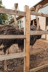 animals, brown ostriches, ostrich farm