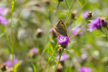 Meadow brown (maniola jurtina) butterfly sitting on a pink flower in Zurich, Switzerland