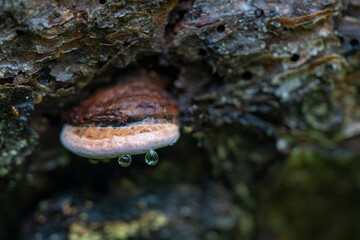 Fungus in the forest
