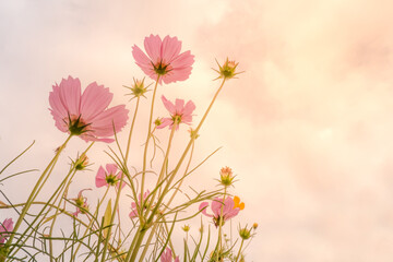 Beautiful pink cosmos flower in soft and pastal color,  image for background