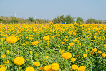 Obraz premium field of yellow flowers