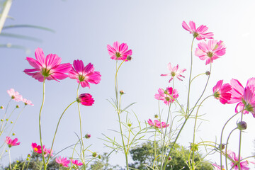 Beautiful pink cosmos flowers in garden. Beautiful and amazing of cosmos flower field landscape. nature wallpaper background.