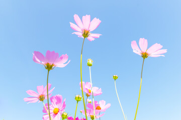 Obraz na płótnie Canvas pink flowers in the sky