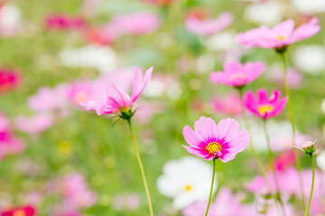 pink flowers in garden.