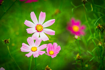 Obraz premium pink cosmos flowers