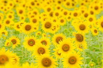 Many beautiful yellow sunflowers, sunflower field