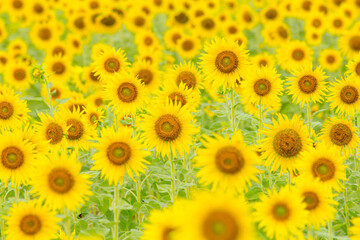Obraz premium sunflower background