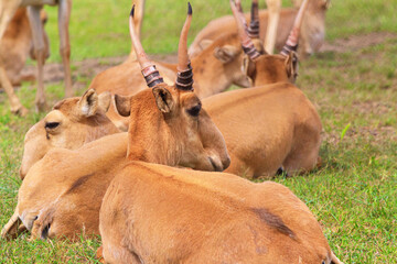 Summer landscape - view of a herd of saiga antelope resting on the steppe grass under the hot...