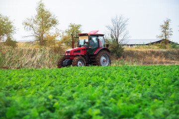 Red tractor rides along a green field with growing vegetables