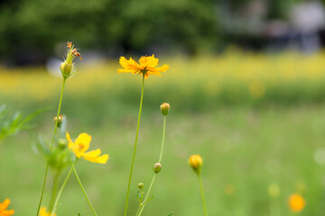 beautiful nature of yellow flowers