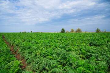 Fototapeta na wymiar Carrots grow in the field