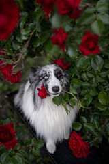 dog  flowers red roses