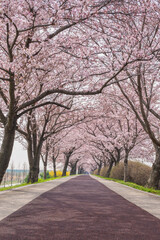 Spring pink cherry blossom tree and walk path at Daejeo Eco Park, Busan South Korea - 573926413
