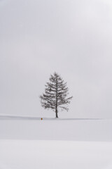 マイルドセブンの丘