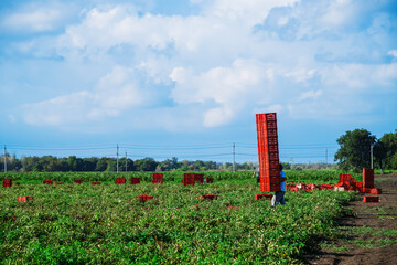 Fototapeta na wymiar Picked tomatoes in crates on the field